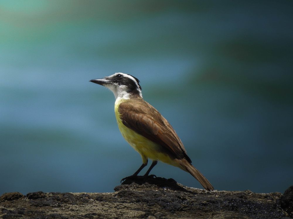 Great Kiskadee's sunbath