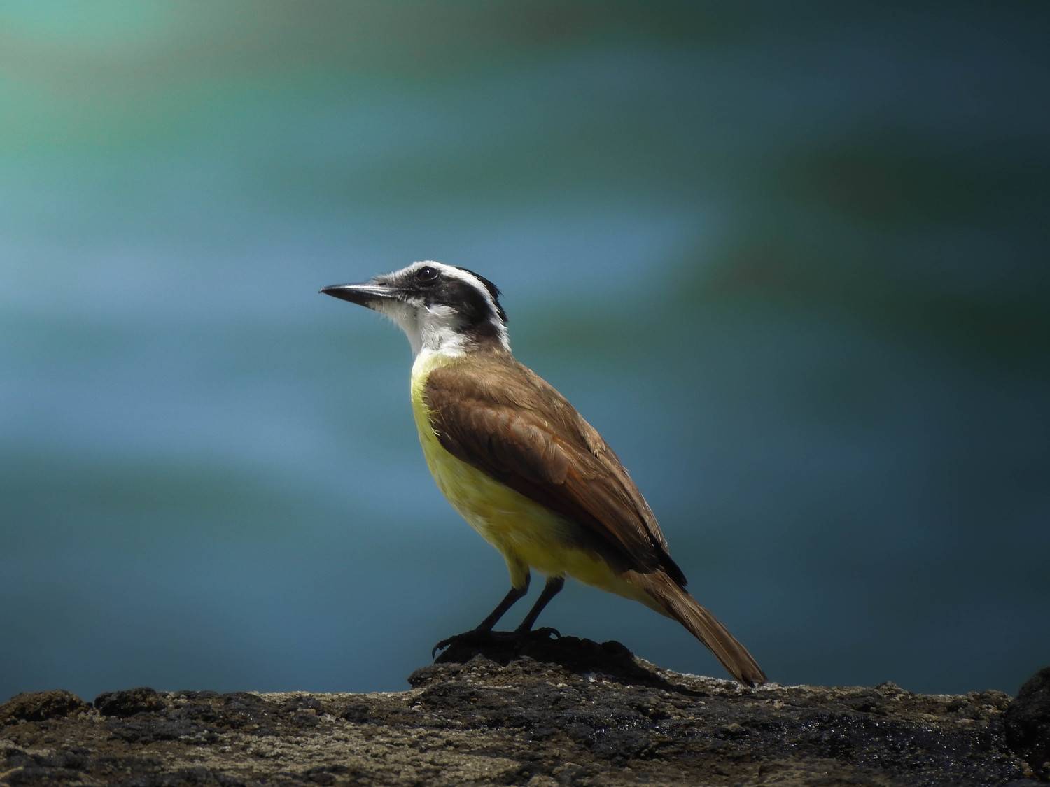 Great Kiskadee's sunbath