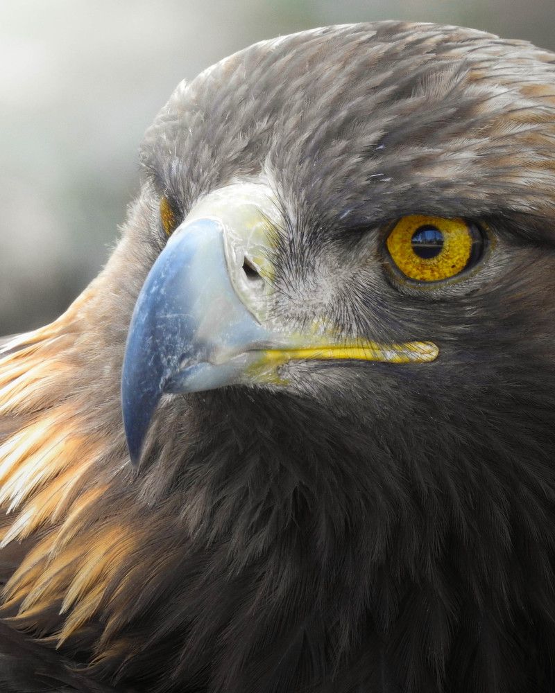 Golden Eagle Portrait