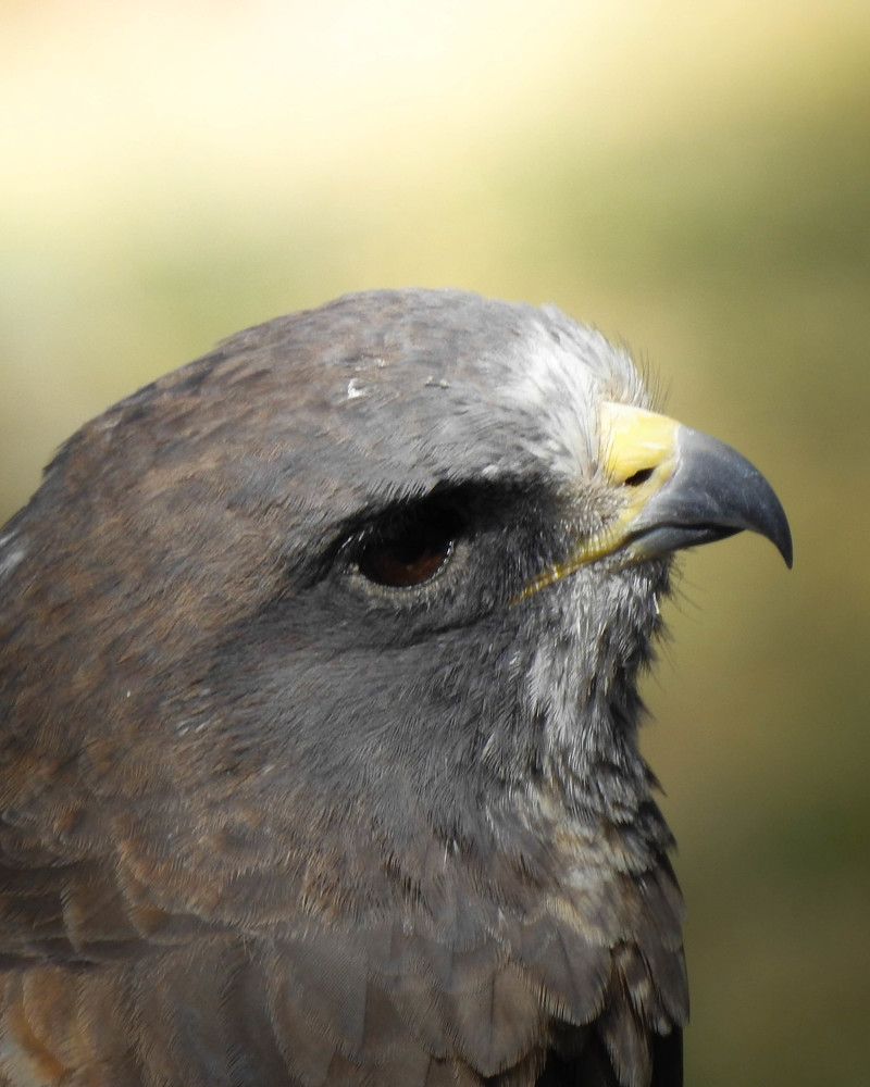 Red-tailed Hawk