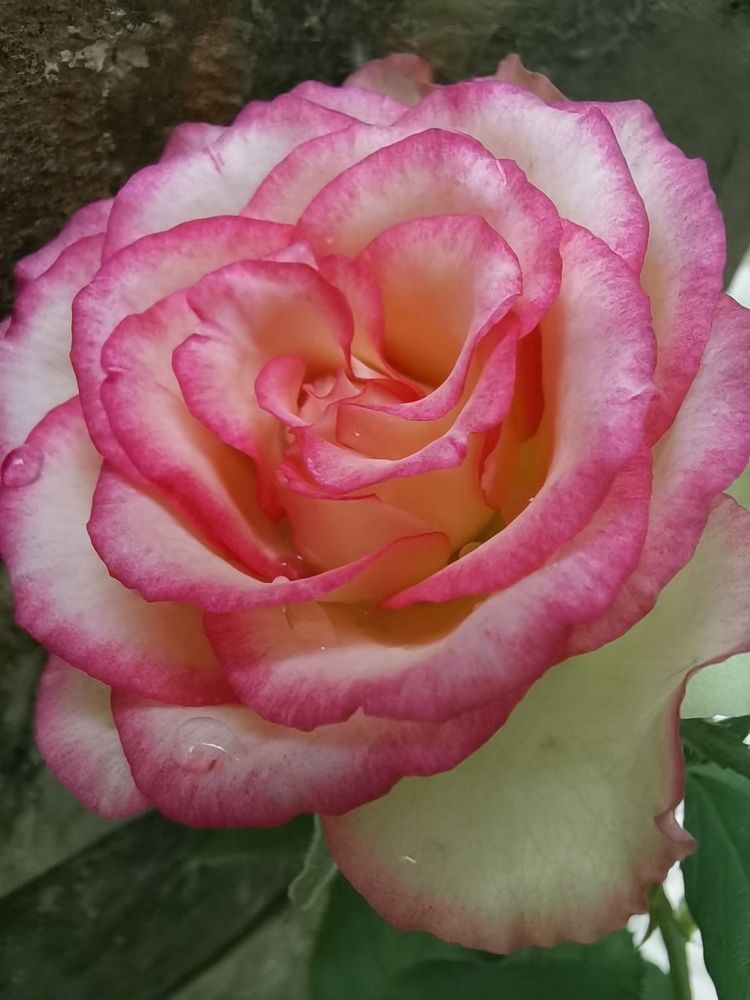 Photograph by REAHBELN ALZATE