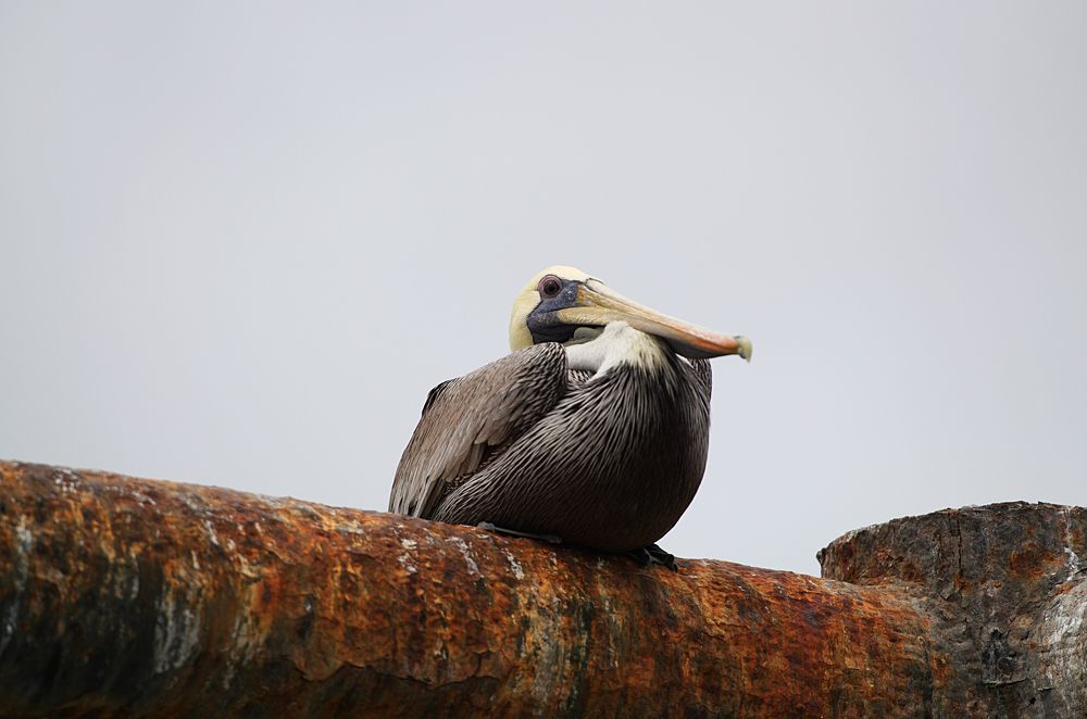 Фотография автора Андрей Неденко