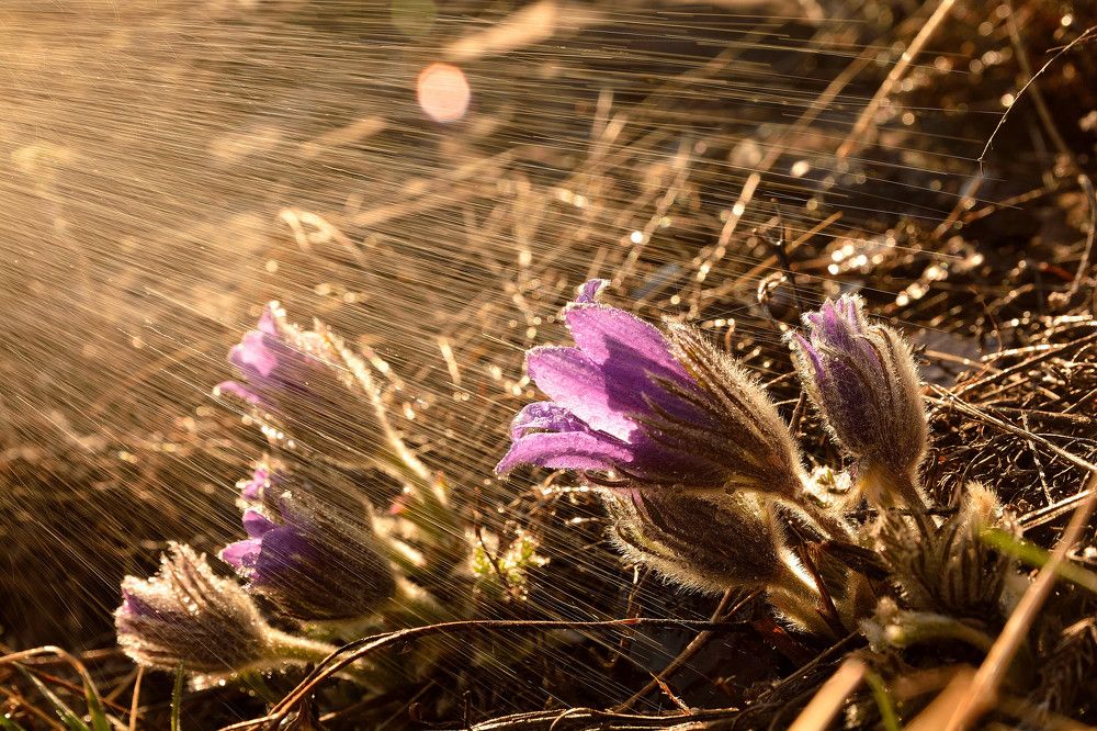 Photograph by Алексей Митрофанов