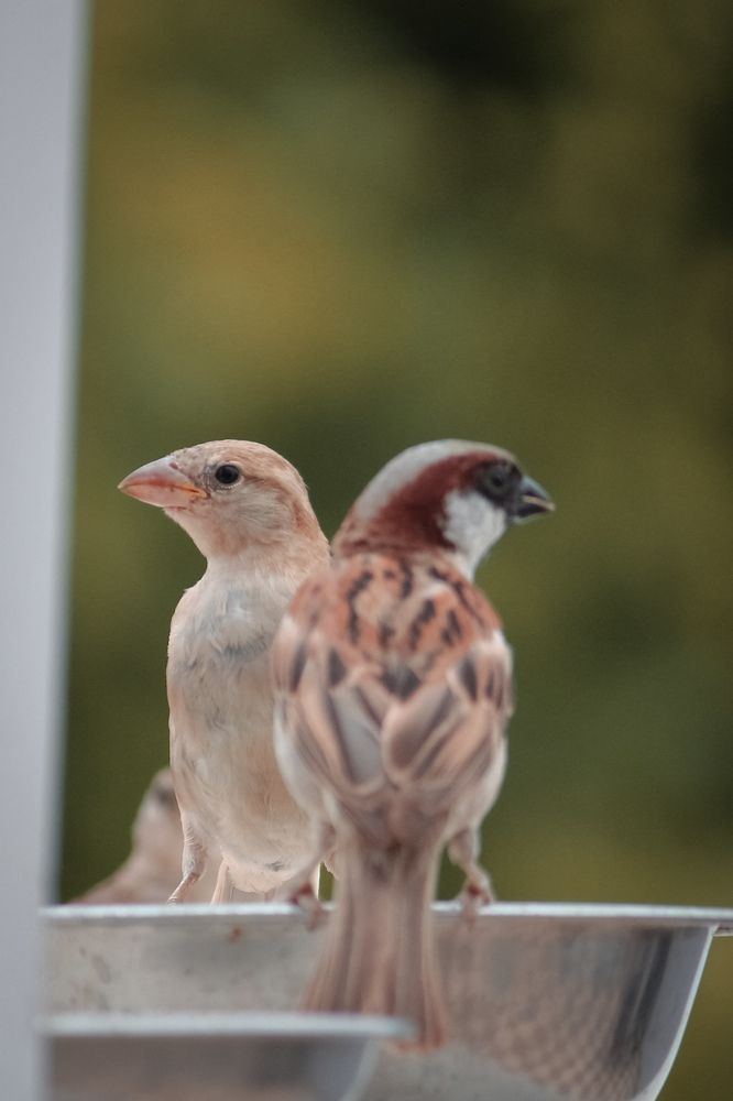 Birds Wedding Photography