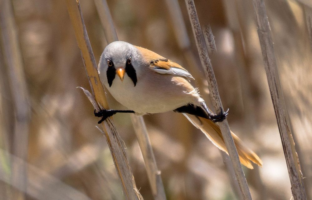 Photograph by Елена Гольдебаева