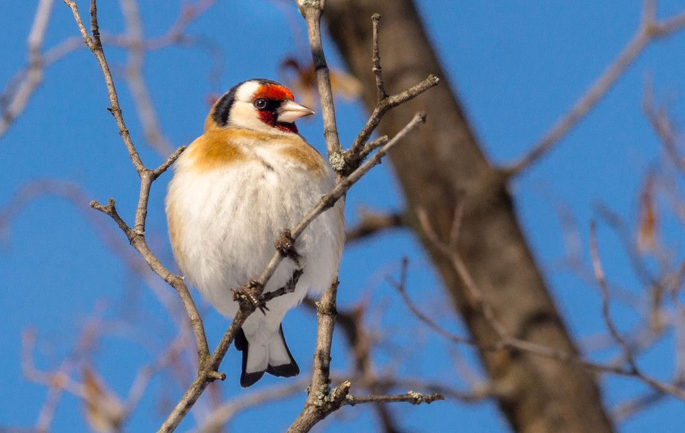 Photograph by Елена Гольдебаева