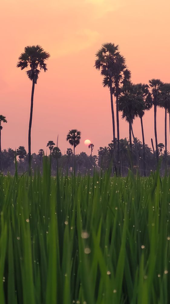 Beauty of village sunset