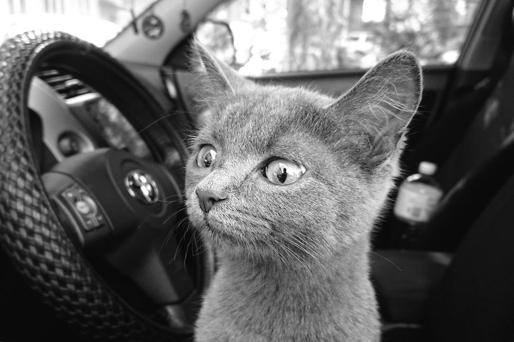 Photograph by Юрий Шарымов