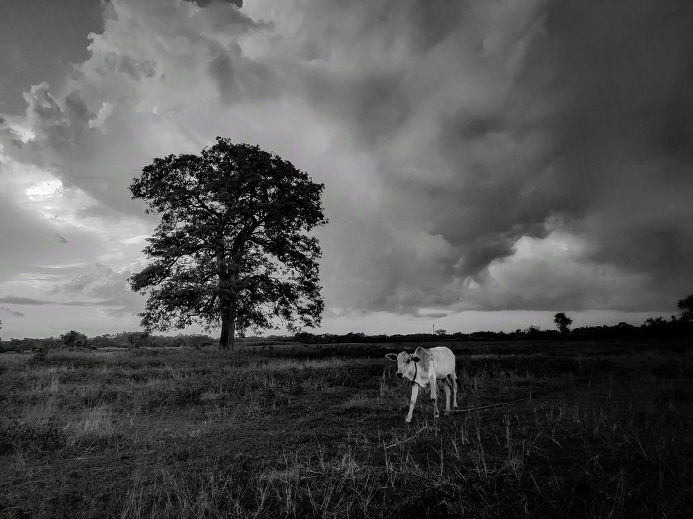 Photograph by Koushik Patra