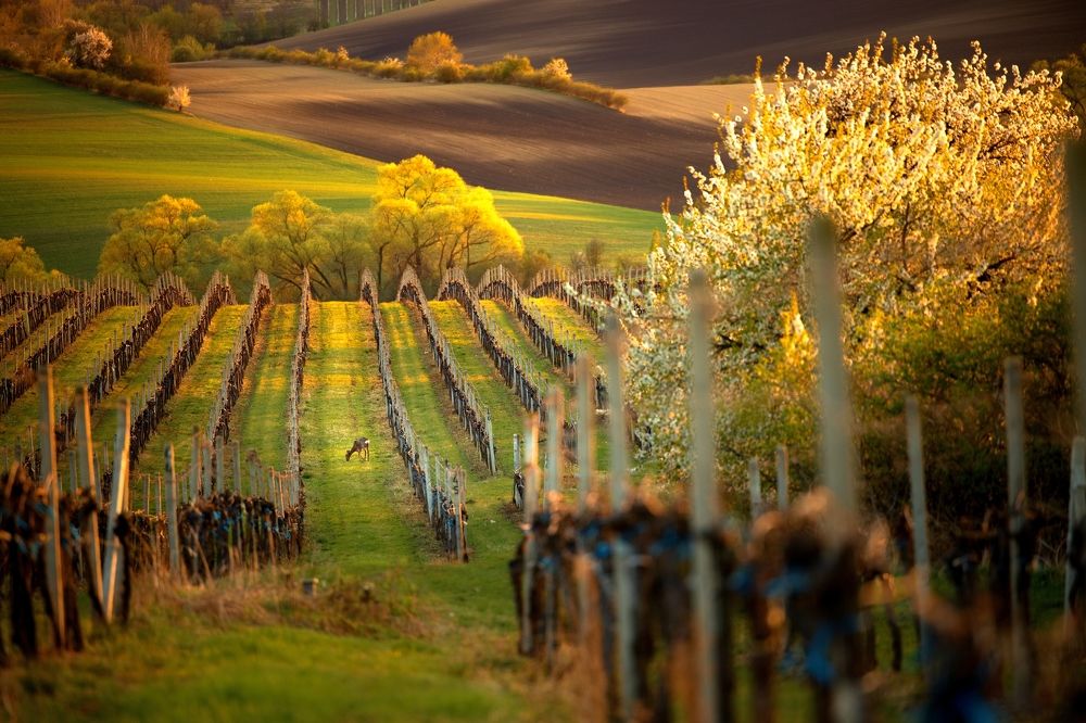 Photograph by Michal Krejčíř