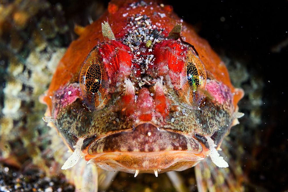 Фотография автора Ichinoseki Sayaka