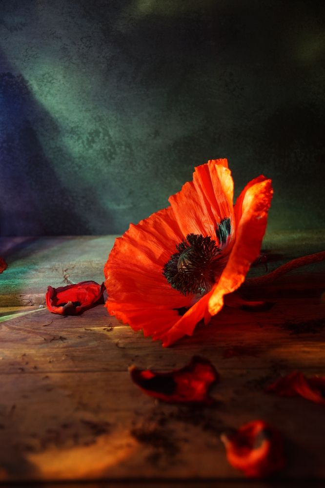 Photograph by Елена