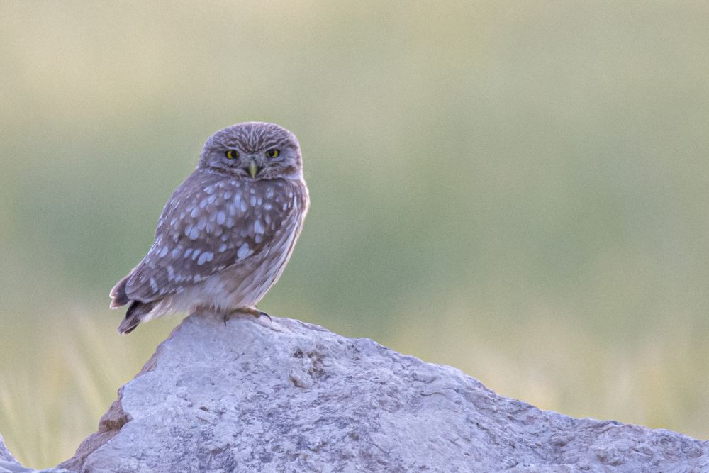 Photograph by Reza Mohammadi