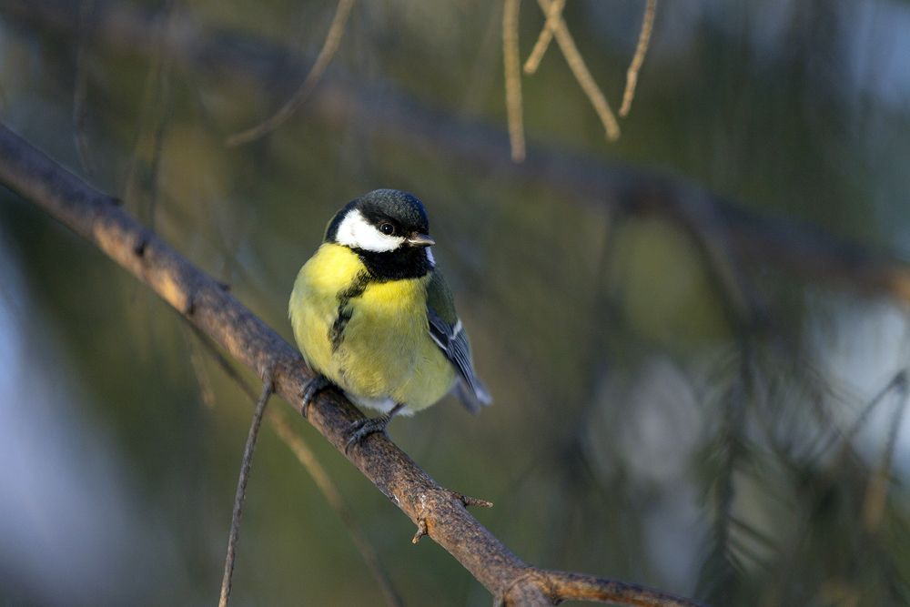 Photograph by Игорь Круглов