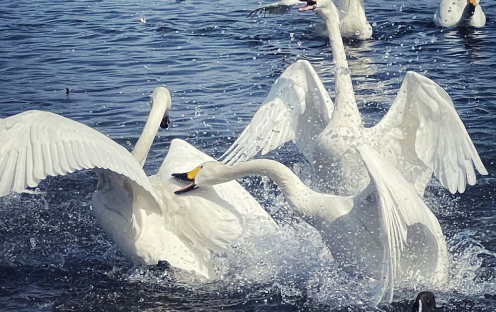 Photograph by  Keiichi Nakamura