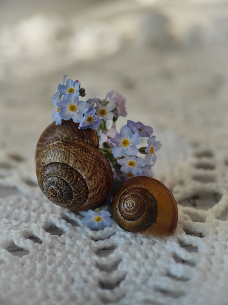 Фотография автора Марина Алексеевская