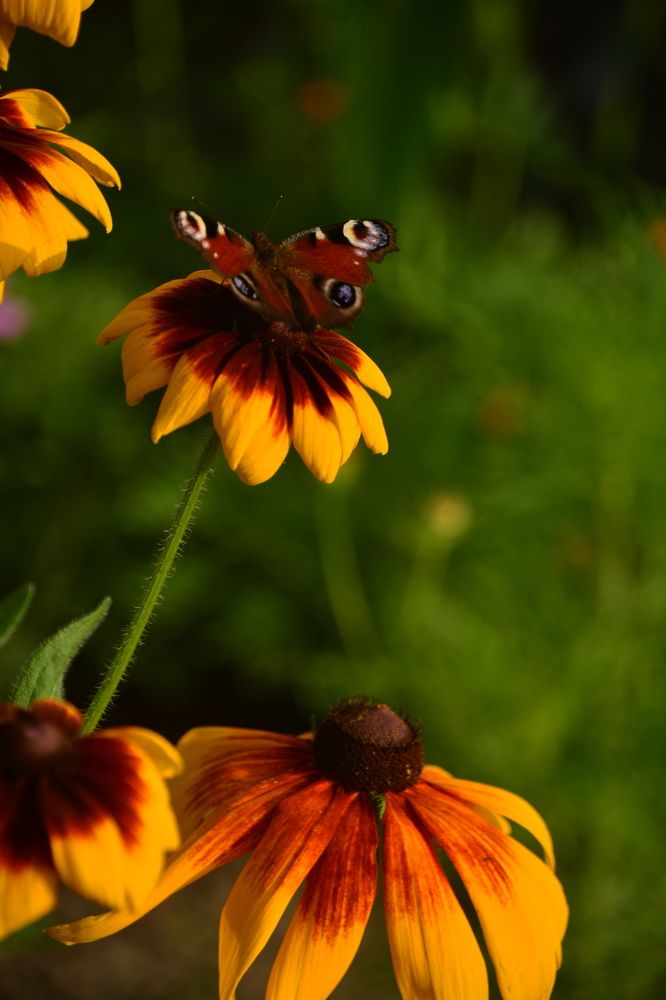 Photograph by Анна Бутко