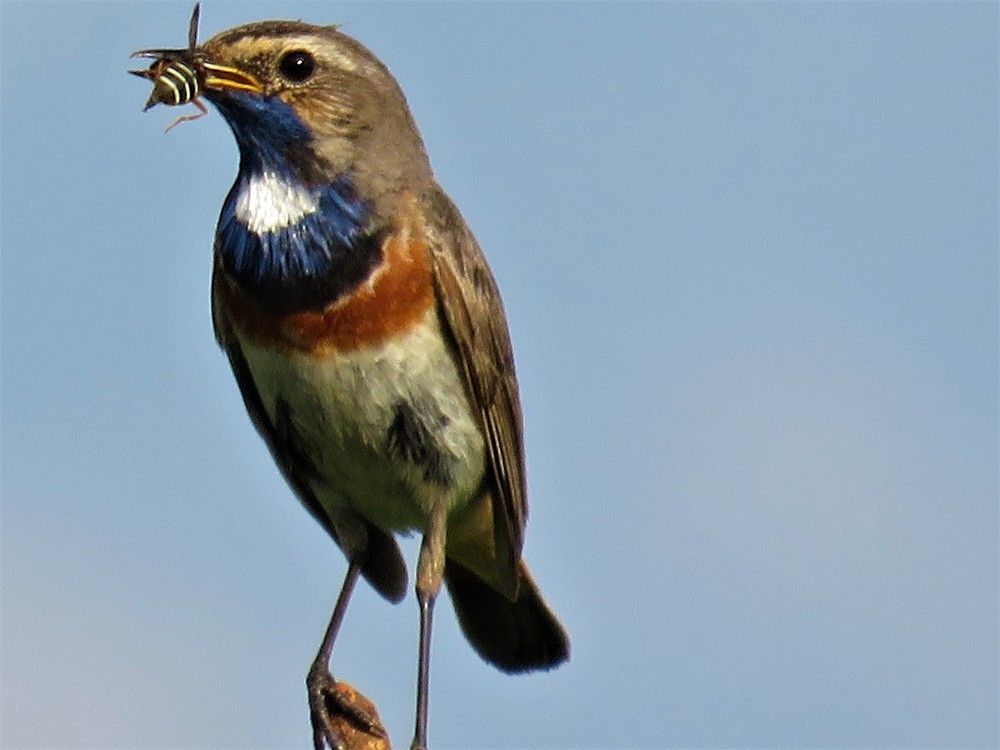 Белозвёздная варакушка