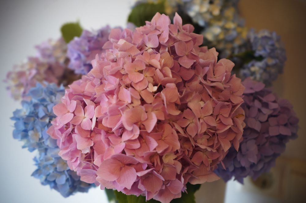 Photograph by Эльза Чанба