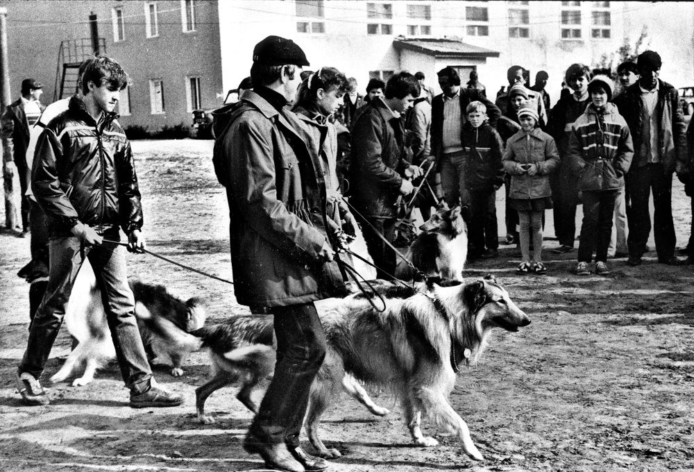 На старте победители...колли...!)