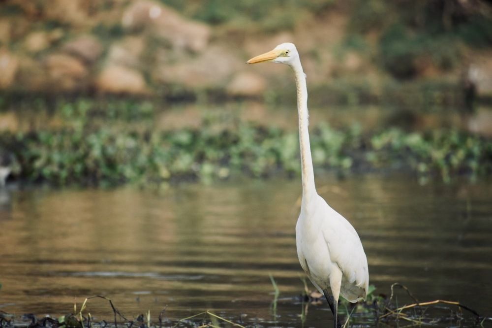 Chillika Lake , Odisha
