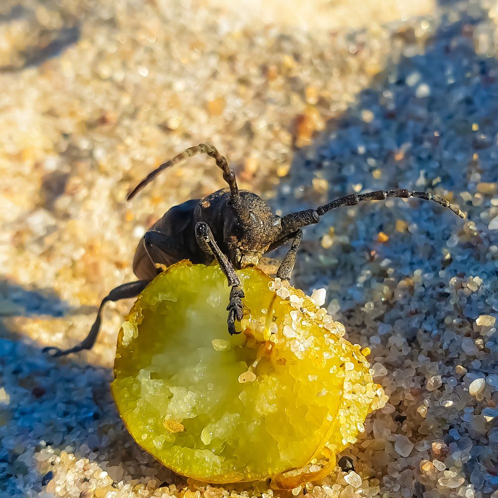 Ивовый толстяк