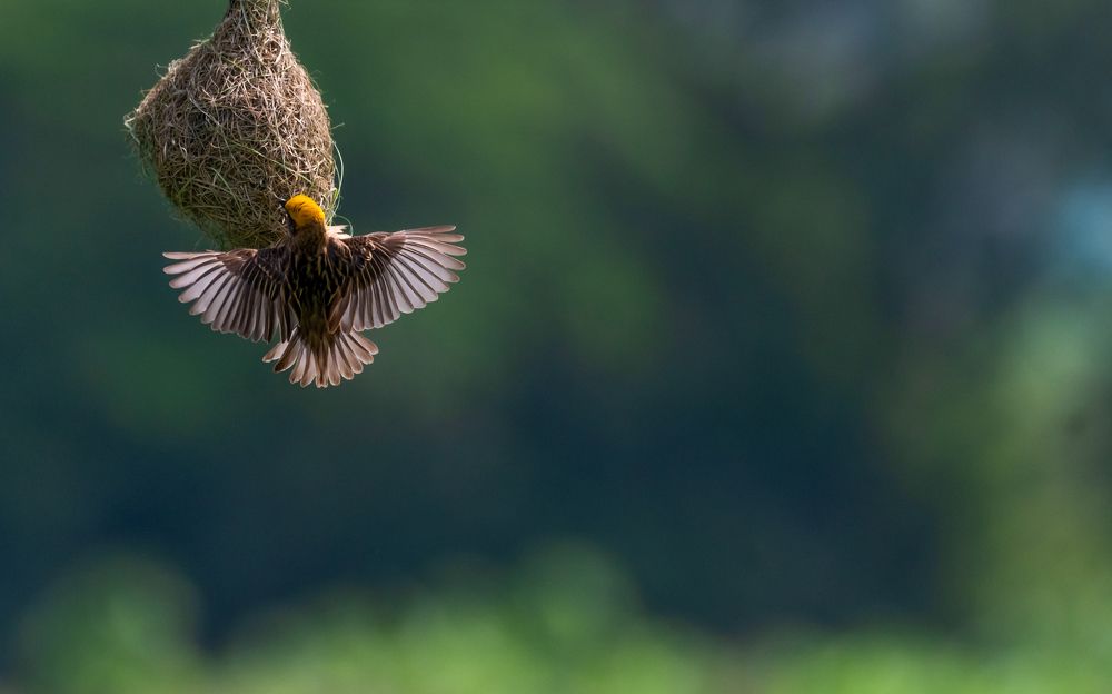 A solitary Baya Weaver building it's nest.