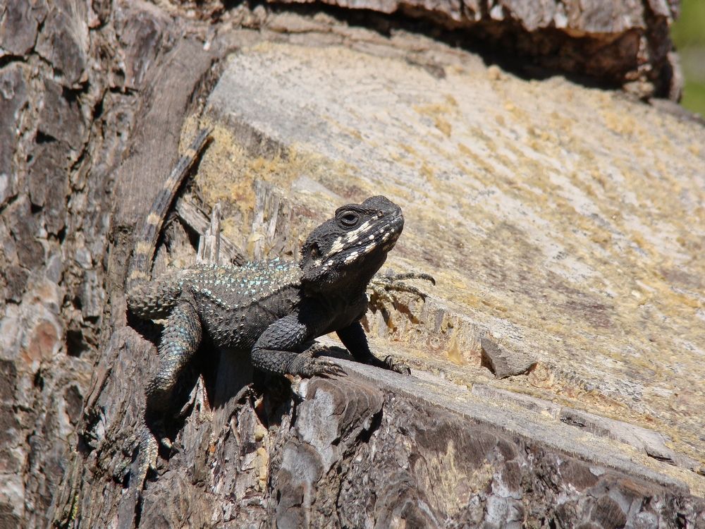 Photograph by Галина Король