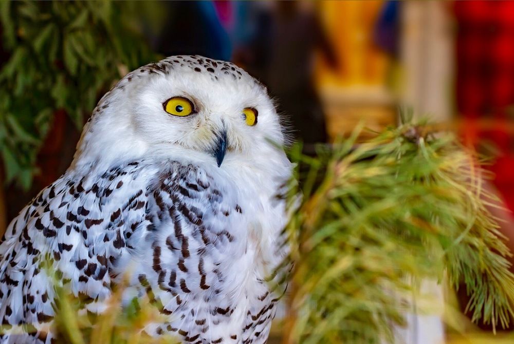 Фотография автора Дмитрий