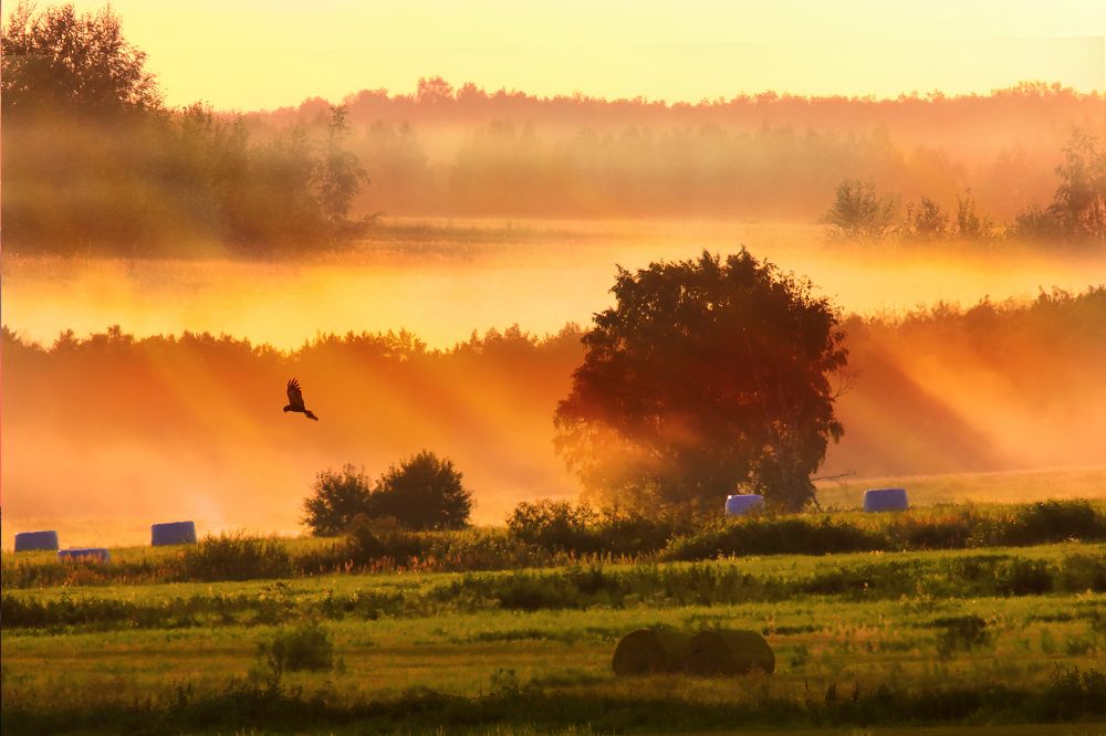 В лучах заходящего солнца.