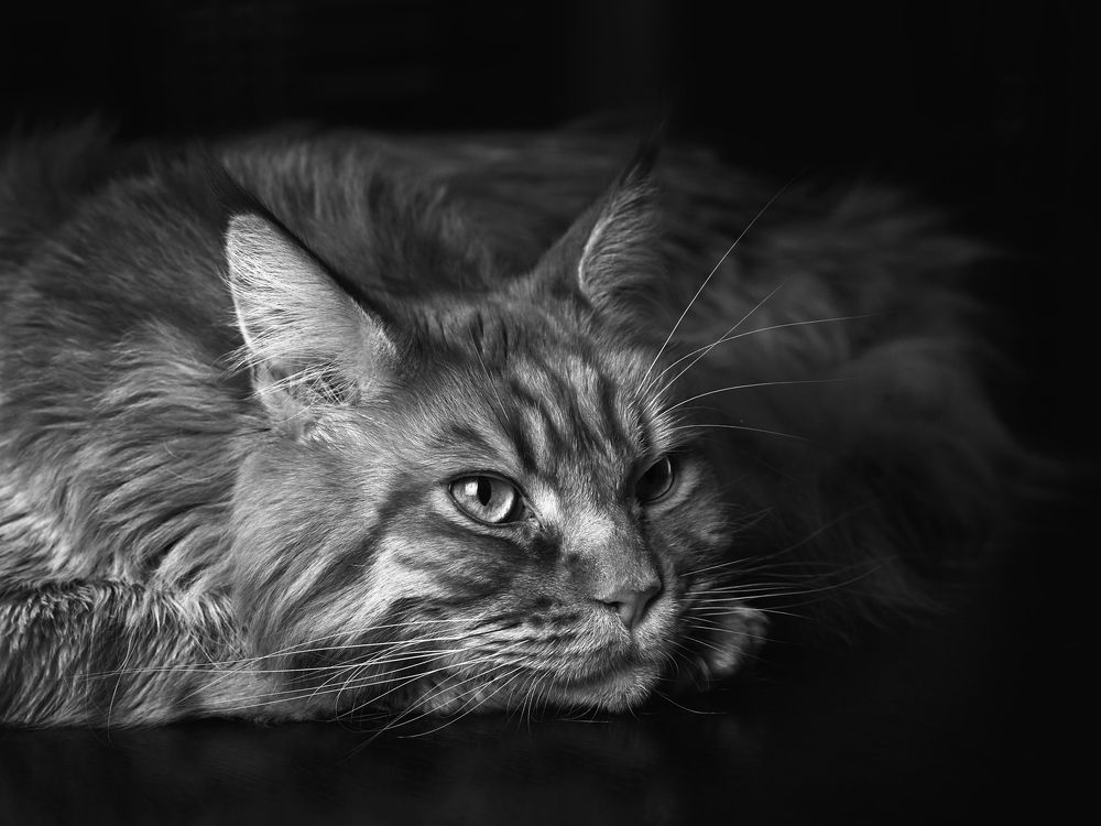 Фотография автора Владимир Борисов