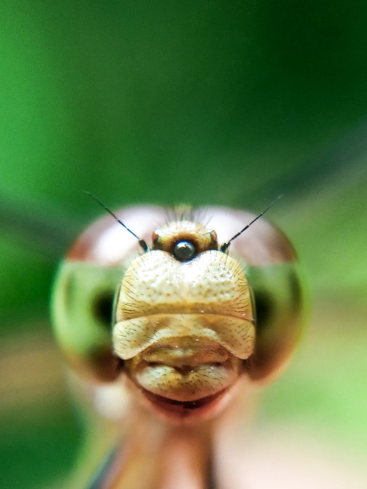 Photograph by Vishnu SR