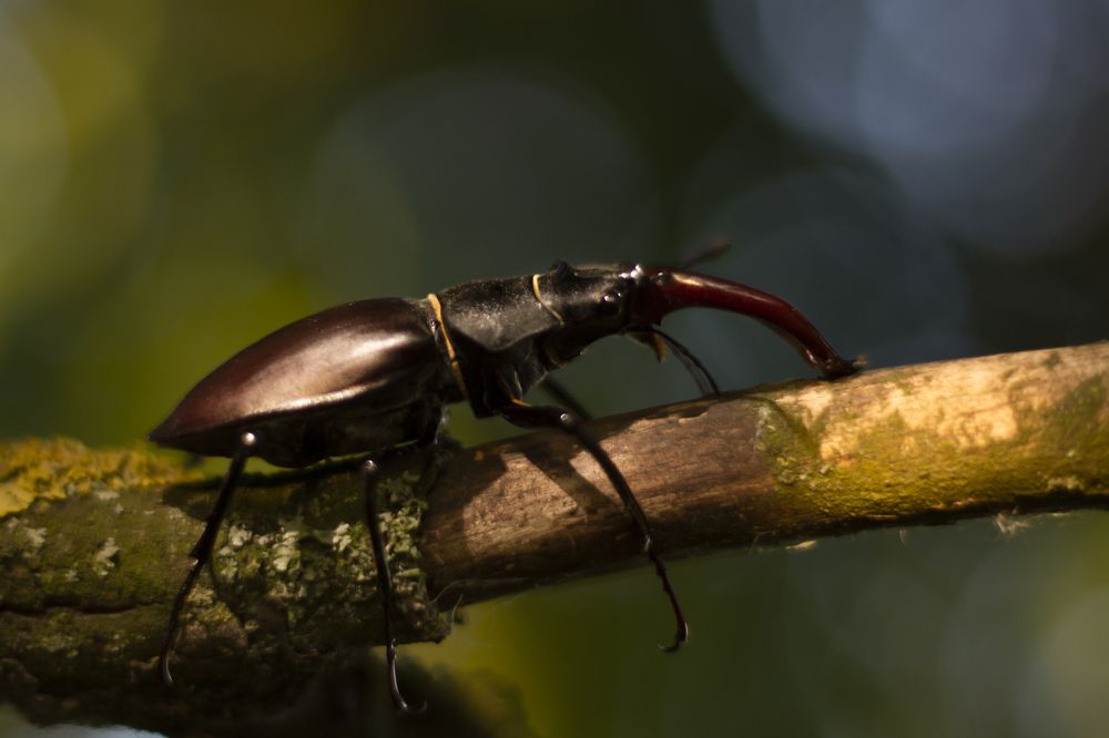 Photograph by Дарья Ващенко-Панкина