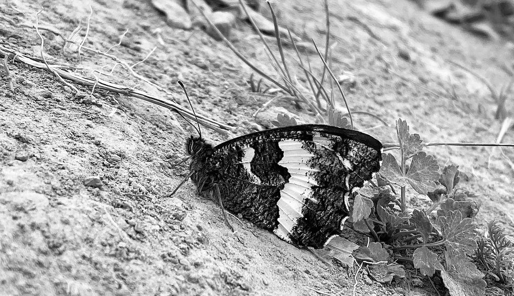 Photograph by Orosz Linda Judit