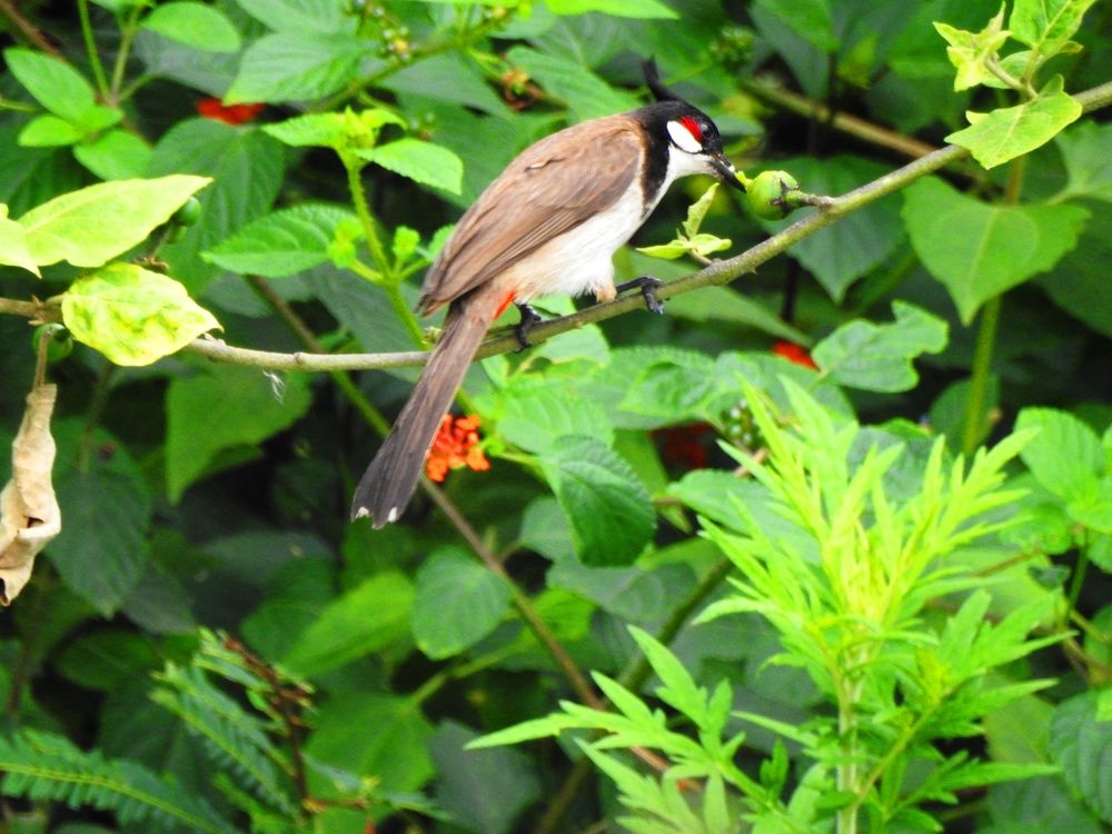 Photograph by Zaw Htun