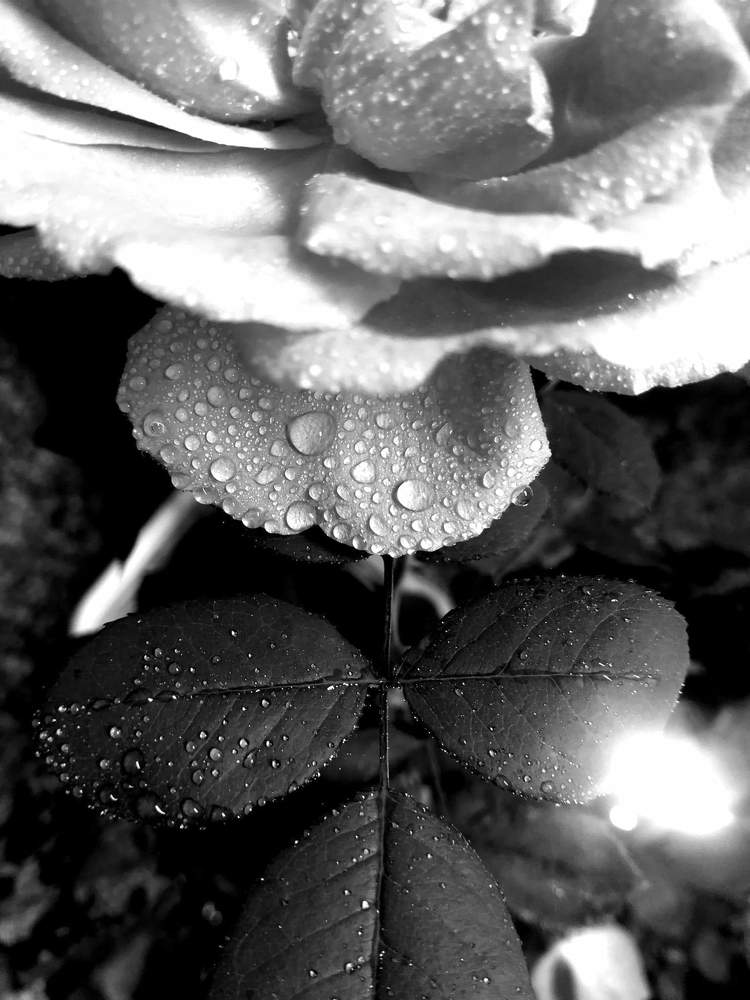 Photograph by Narjes Al_Bayat (Narjes Alzahraa)