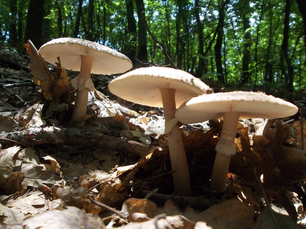 Photograph by Георги Колев