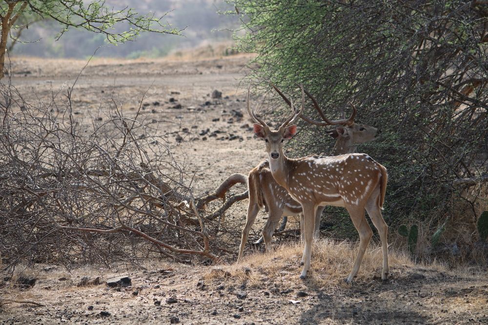 Photograph by Vishwa Trivedi