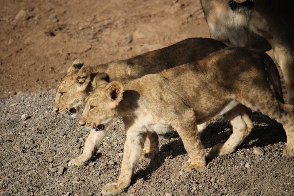 Photograph by Vishwa Trivedi