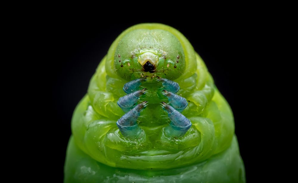 Oleander Hawk Moth Caterpillar