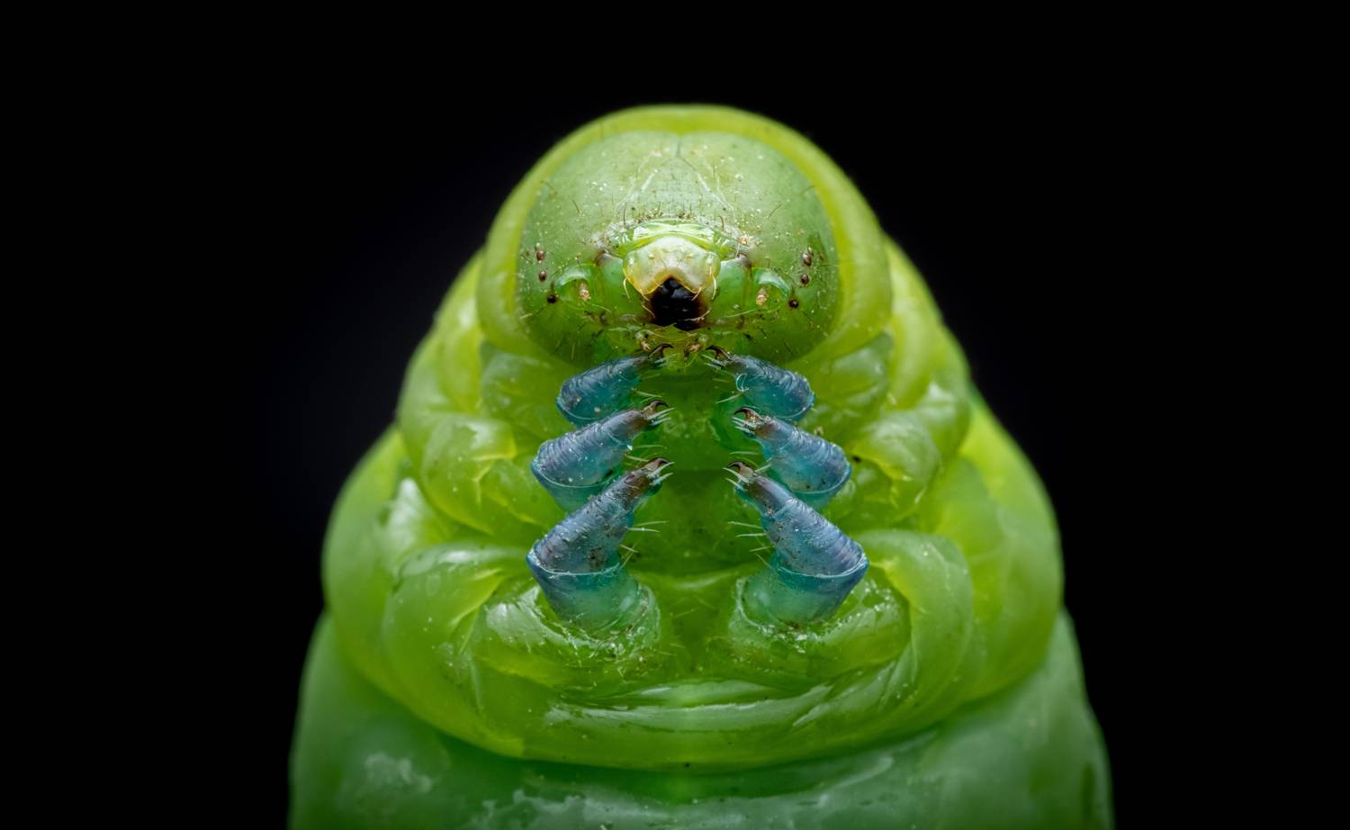 Oleander Hawk Moth Caterpillar