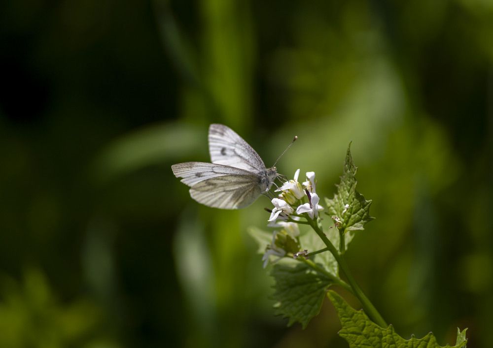 Photograph by Усатый Александр