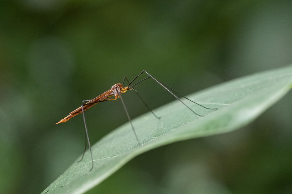 Photograph by jones anlimah