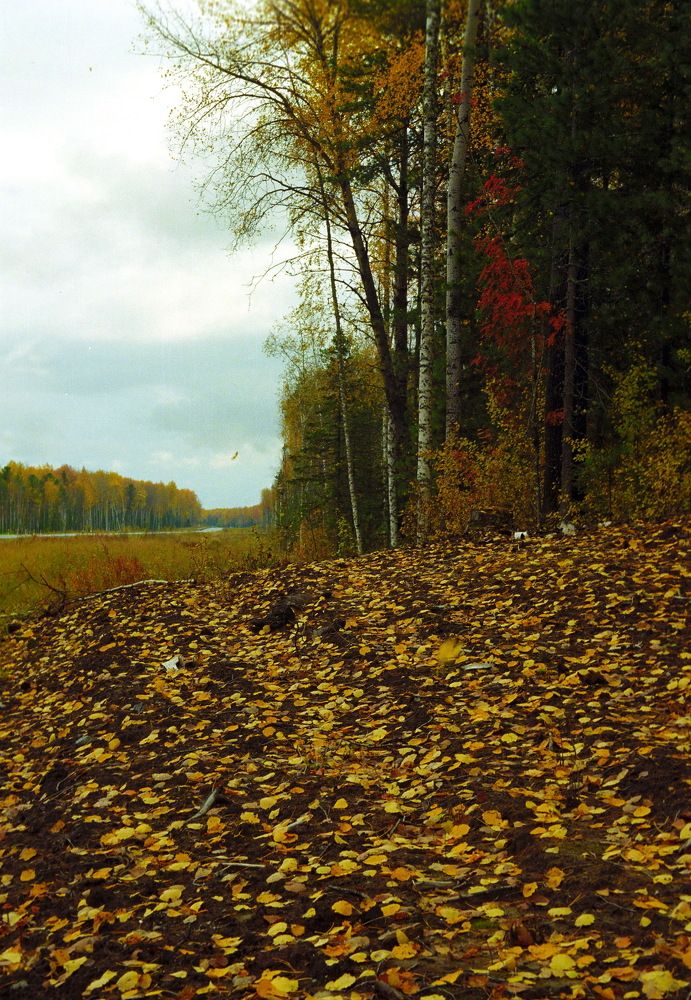 Листопад в Югре...!