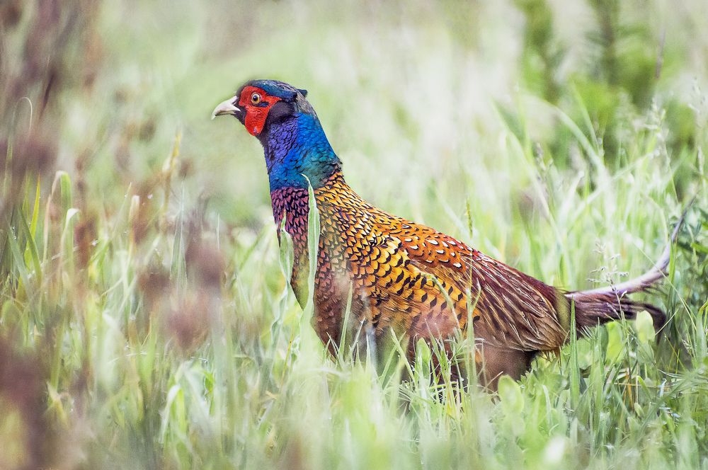 Photograph by Александр Поборчий