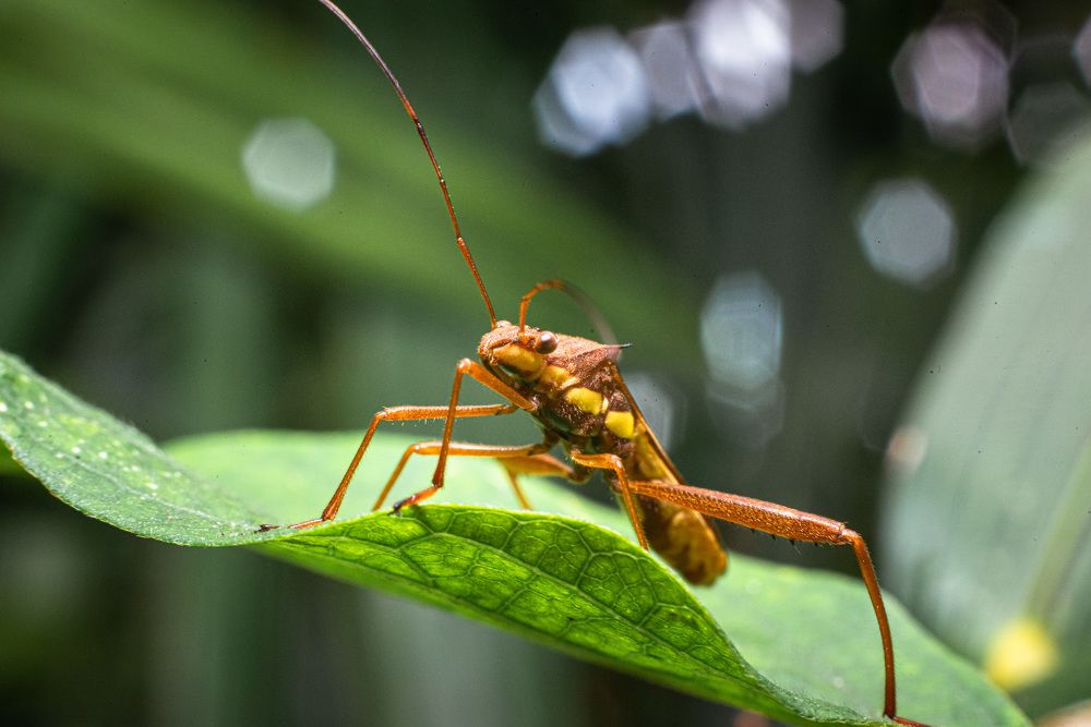 Photograph by jones anlimah