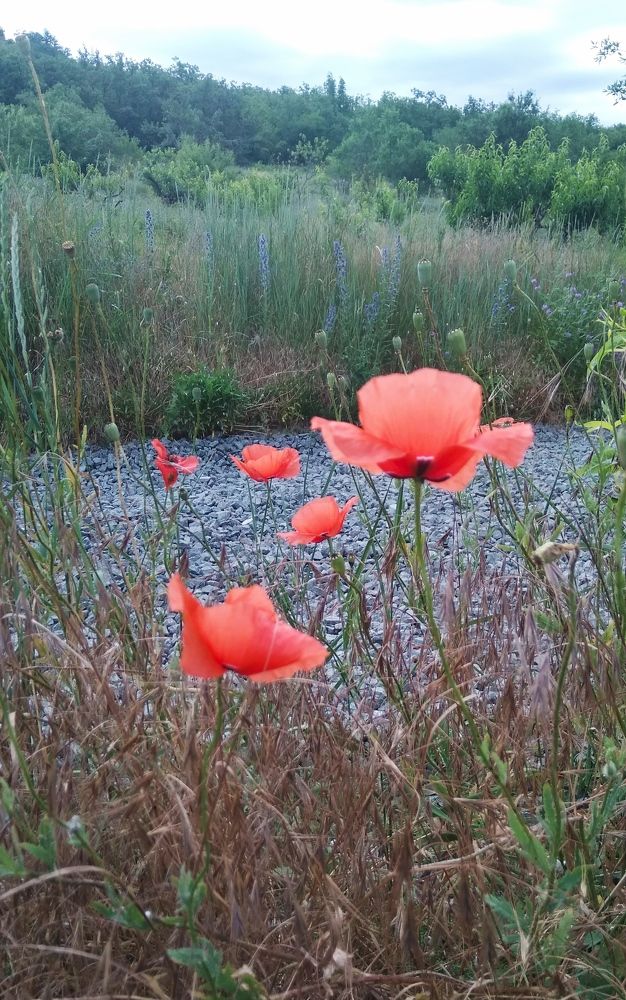 Photograph by Татьяна Ситникова