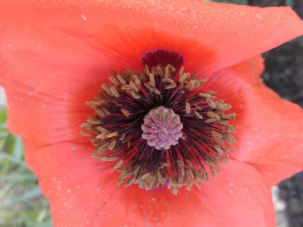 Растения Бахчисарая