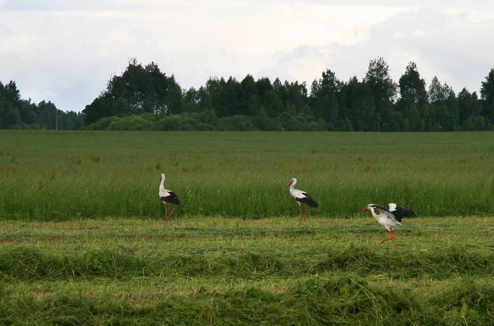 Фотография автора Надежда Лисицына