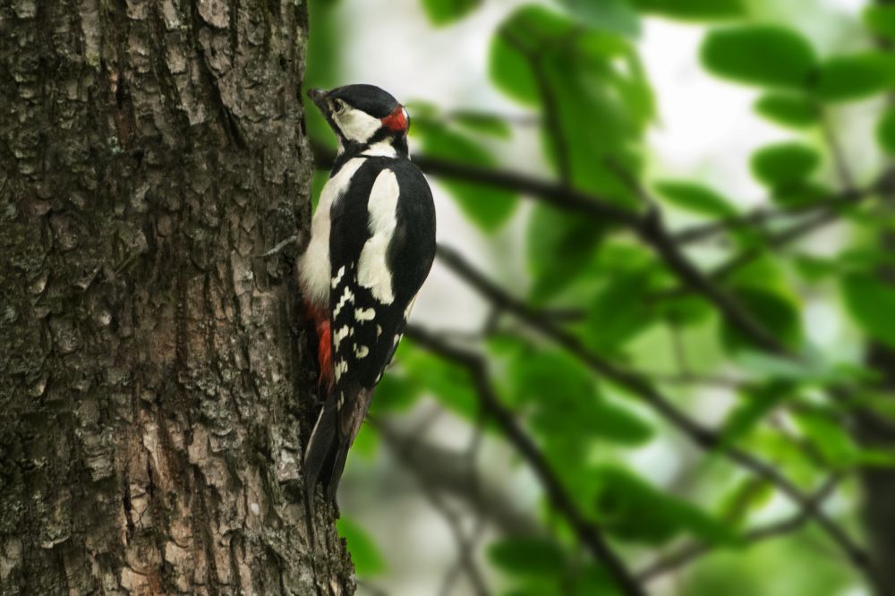 Photograph by Семён Чернобельский